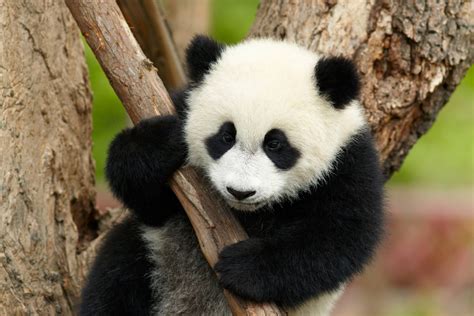 where are the pandas in china